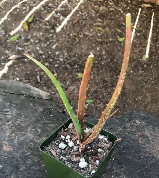 A,  Aloe Palmiformis Rare Angola Aloe Unique Rosette