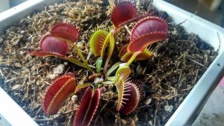 Venus Flytrap Hennigs Giant Carnivorous Plants (rare)