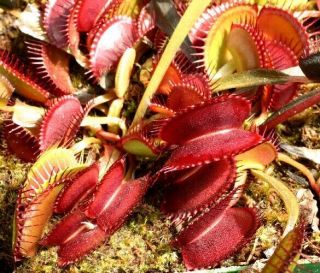 Venus Flytrap Hennigs Giant Carnivorous Plants (Rare) 2