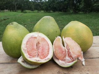 Rare Dwarf “citrus Maxima ‘”pink Pomelo Fruit Seeds Citrus Grandi 5 Finest Seeds