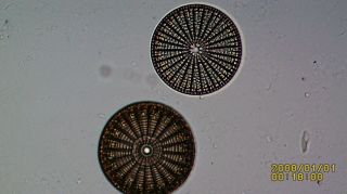 Antique Microscope Slide.  Diatoms.  Arachnoidiscus Japonicus By J.  Tempere
