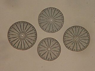 Antique Microscope Slide By Clarke & Page.  Diatoms From Japan.  Arachnoidiscus.