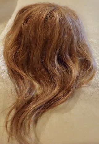 145 Antique 12 " Human Hair Doll Wig For Antique French Or German Bisque Doll