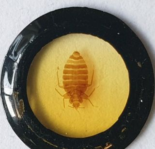FINE ANTIQUE WHOLE INSECT MICROSCOPE SLIDE 