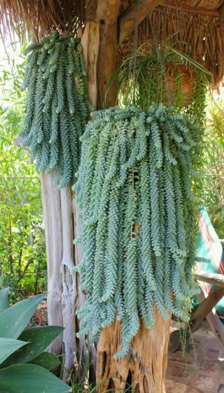 5 Cutting Sedum Burrito Donkey Tail Sedum Morganianum Succulent Cactus Rare 2 "