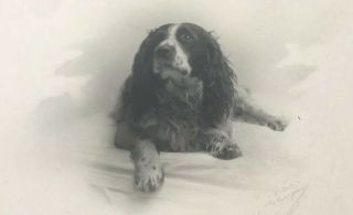Y Antique Victorian 1800s Signed Springer Spaniel Dog B&w Photo Cabinet Card