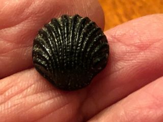 Sweet Antique Black Glass Button,  Realistic Scallop Sea Shell,  Swirl Back,