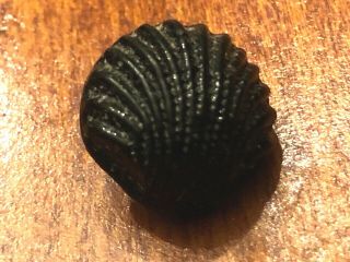 Sweet Antique Black Glass button,  Realistic Scallop Sea Shell,  Swirl Back, 2