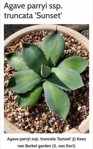 Last plant this year Very rarely offered Agave Parryi ssp.  Truncata 