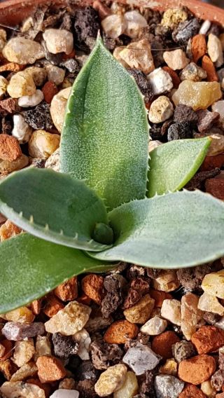 Last plant this year Very rarely offered Agave Parryi ssp.  Truncata 