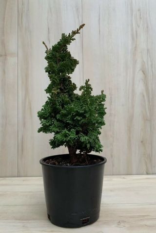 Rare Dwarf Arborvitae Pre Bonsai Tree Compact Bronze Shohin Evergreen Emerald