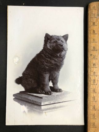 Y Antique Victorian 1800s Pretty Chow Chow Dog B&w Photo Portrait Cabinet Card