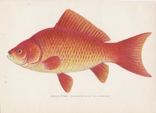 Antique Fish Print: Goldfish,  Carp Or Koi By Sherman Foote Denton 1907