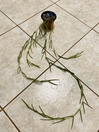B01 Rare Hoya Linearis Wax Plant 34” Long 4 Strands Easy And Cute ❤️
