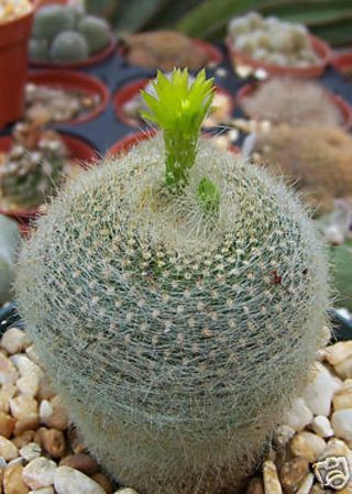 Parodia Graessneri Rare Flowering Cactus Notocactus Cacti Flower Seed 100 Seeds