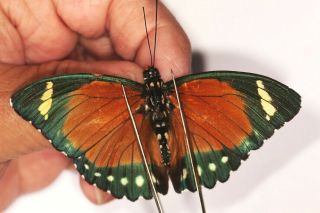 Nymphalidae Euphaedra Alacris Rare Male From Cameroon