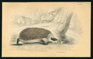 1840 Hedgehog,  Hand - Colored Antique Zoology Print - Jardine 