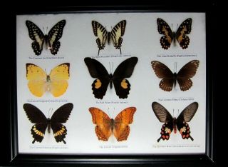 Rare? Real 9 Butterfly Insect Display Mounted Labeled Taxidermy In Wood Frame