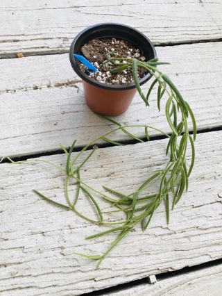 B12 Rare Hoya Linearis Wax Plant Long 6 Strands 27” This 1 Won’t Last ❤️
