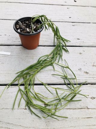 02 Rare Hoya Linearis Wax Plant Long Easy And Cute ❤️