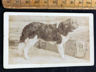 D Antique 1800s Aller Canterbury Long Hair Dog Victorian B&w Photo Cabinet Card