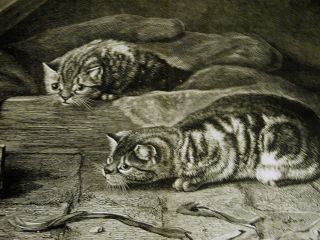 Couldery Two Curious Cats Look At Mouse - Trap Large Folio Antique Engraving Print