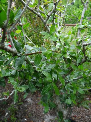 Myrrh Tree Seeds - Commiphora Myrrha - A Rare Offering