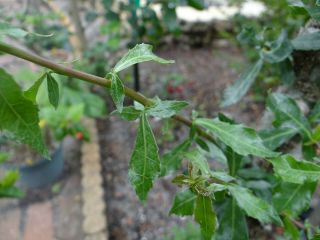 Myrrh Tree Seeds - Commiphora Myrrha - A Rare Offering 2