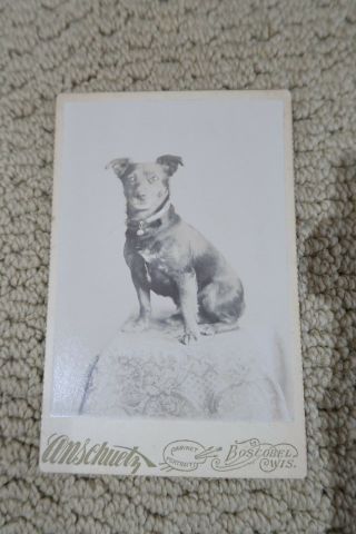 Rare Antique Cabinet Photo Terrier Dog With Bell On Collar Boscobel Wisconsin