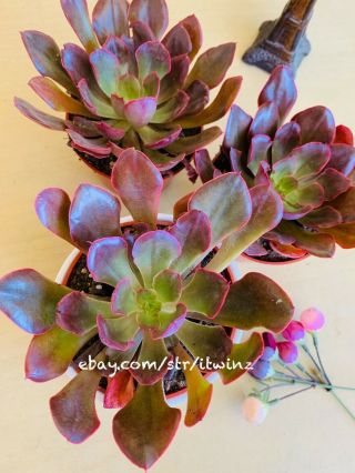 Red Prince Echeveria Purple Green Cactus Succulent Live Plant Rare Pot Soil 4 "