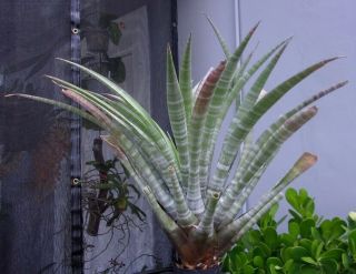 Tillandsia Hildae (extra Large Plant,  32 ") Rarely Available Airplant,  Bromeliad