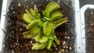 Dionaea Muscipula Rabbit Teeth - Carnivorous Plant Venus Flytrap (rare)