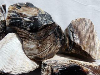 Rimrock: 1.  90 Lbs Rare Oregon Opalized Petrified Wood Rough