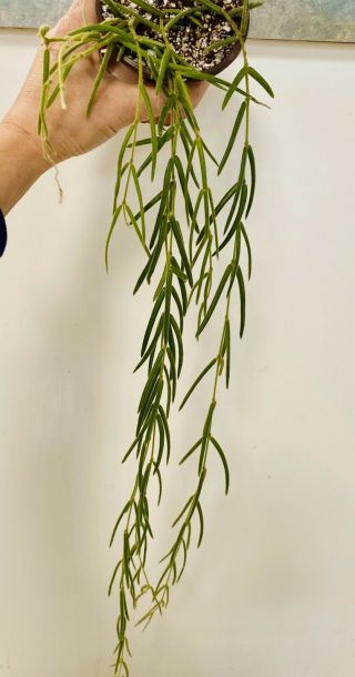 P141 Rare Hoya Linearis 7 Strands Starter Plant Actual Plants Uas.  