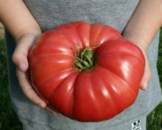 Belgium Tomato 50 Seeds,  Prized Tomatoes,  Huge Rare,  1/2 Kg Monsters,  Organic