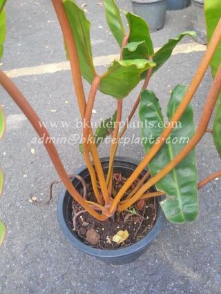 Rare Philodendron " Billietiae Orange Stalk " Succulent Plant Rare,  Phyto