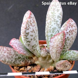 Adromischus Schuldtianus Ssp.  Schuldtianus “spotted” Rare Succulent Plant 29/9