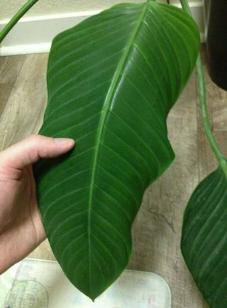 Rare Giant Aroid - Philodendron Davidsonii - Large Plant