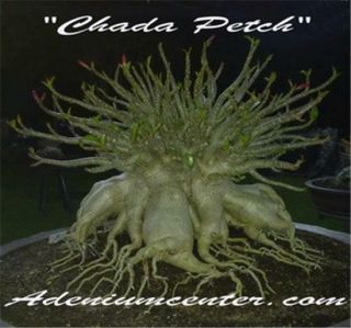 Adenium Desert Rose Thai Socotranum " Chada Petch " 50 Seeds Fresh Rare