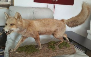 Adorable Vintage Large Red - Rare (almost) White Fox Taxidermy,  Pre 1947