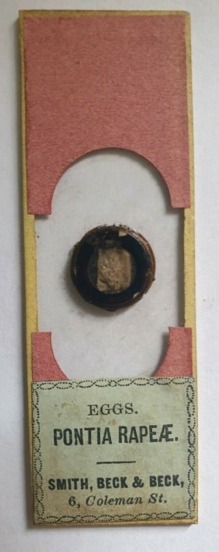Fine Antique Insect Microscope Slide " Eggs Of Pontia Rapee " By Smith Beck&beck