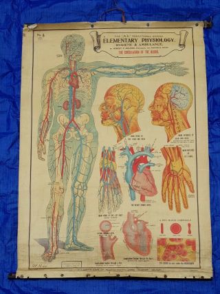 Rare Antique Vintage Scientific Medical Wall Chart Poster Quirky Unusual 40s 50s