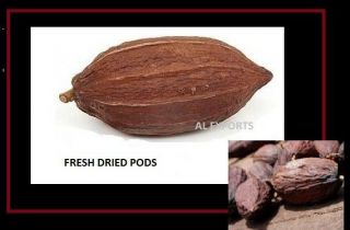 1 Cocoa Uncut - Dryied Pods Rare Fruit 100 (deco /education/gift/ Demo)
