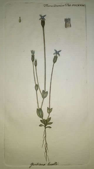 Flora Danica Tab.  Cccxviii,  Antiqueprint,  Watermarked Paper,  Very Rare,  Matted