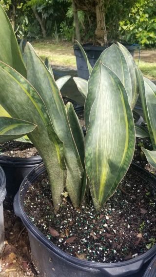 Rare Whale Fin Variegated Sansevieria Plant Live.  Shipped Bare Rooted