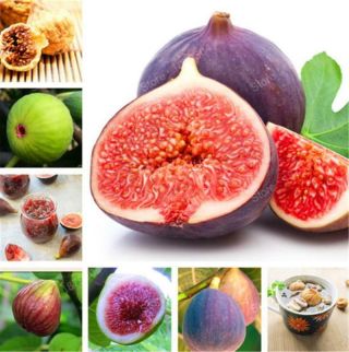 100pc Figs Sweet Honey Fruit Plants Fig Tree Seeds Bonsai Plant Rare Fruit Edibl