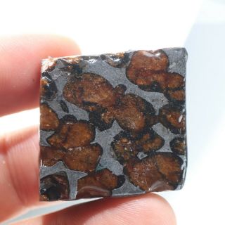50g Slice meteorites,  Rare slices of Kenyan Pallasite olive meteorite B490 3