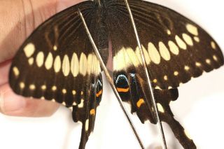Papilionidae Papilio Lormieri Pair Rare Female From Cameroon