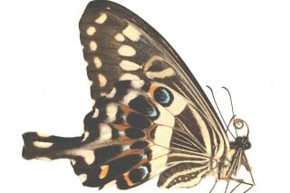 Papilionidae Papilio lormieri PAIR RARE FEMALE from Cameroon 2
