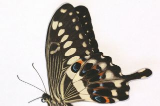 Papilionidae Papilio lormieri PAIR RARE FEMALE from Cameroon 3
